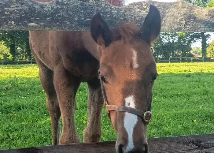 Maison De Charme Tatil Evi Tour-en-Bessin