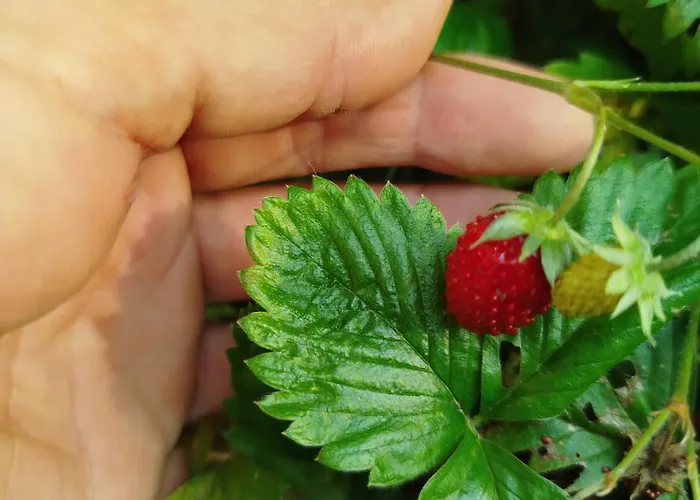 Maison De Charme Tatil Evi